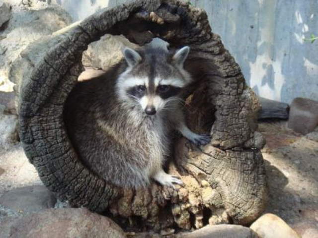 Shangrala's Thanksgiving Raccoon