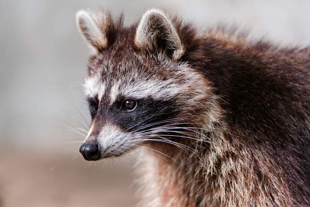 Shangrala's Thanksgiving Raccoon