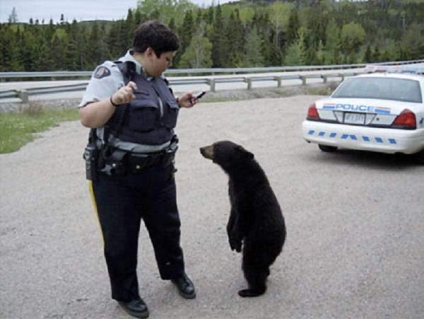 Shangrala's Bears Acting Human