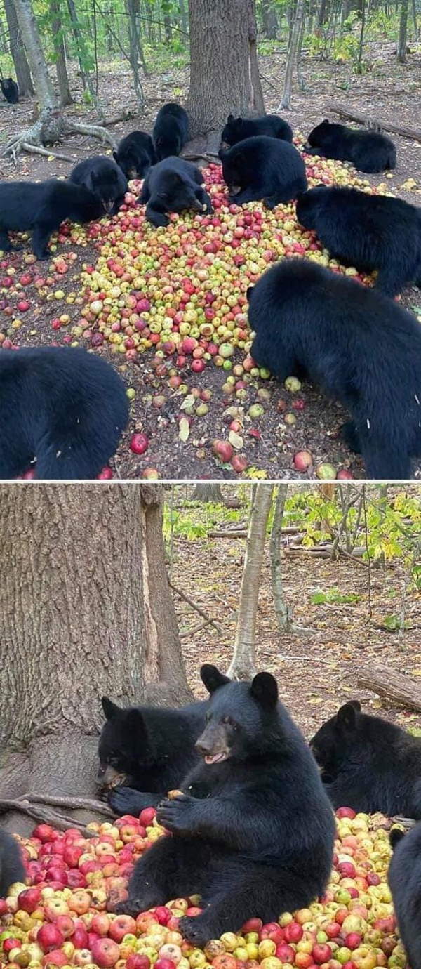 Shangrala's Bears Acting Human