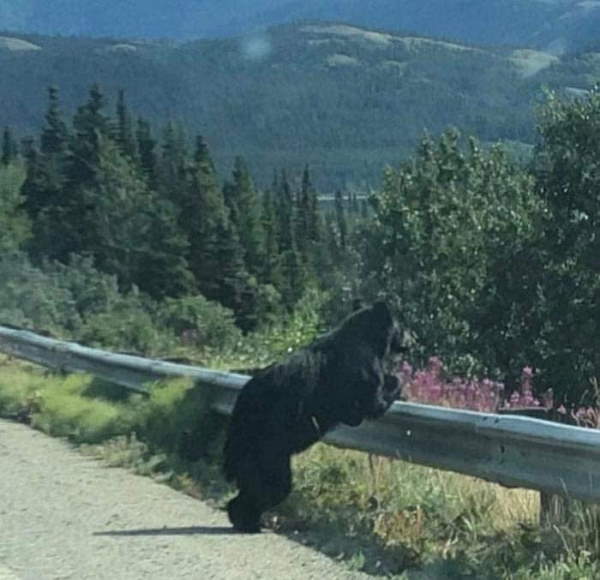 Shangrala's Bears Acting Human