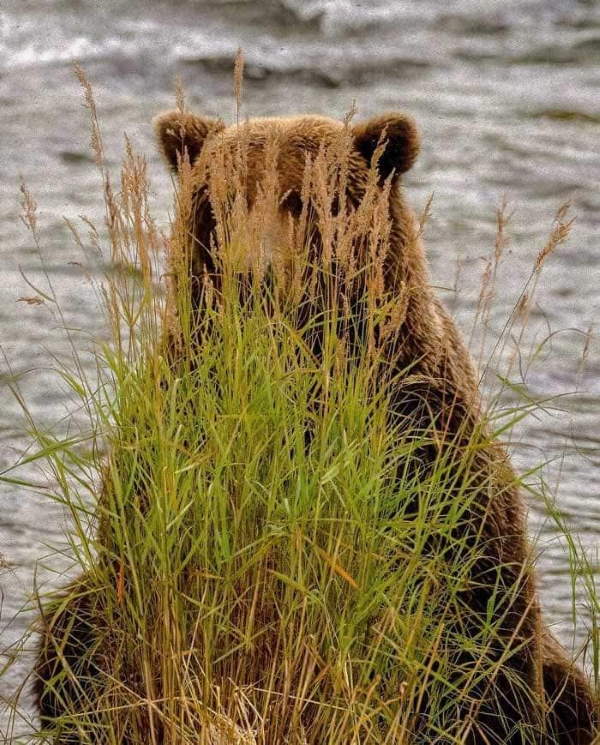 Shangrala's Bears Acting Human