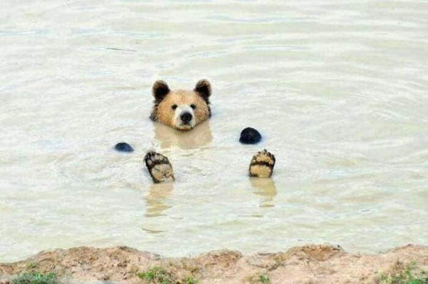 Shangrala's Bears Acting Human