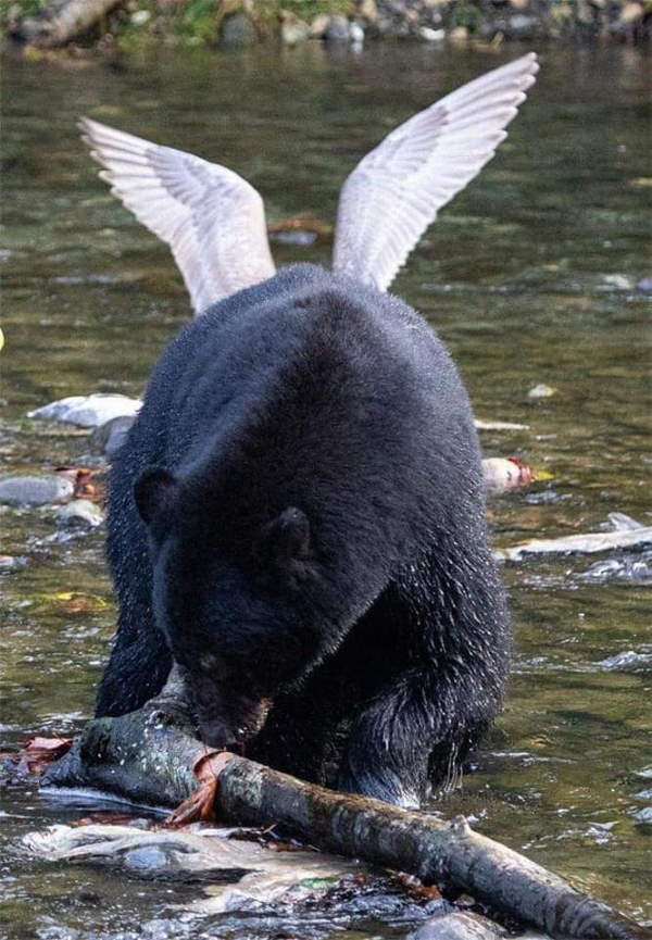 Shangrala's Bears Acting Human