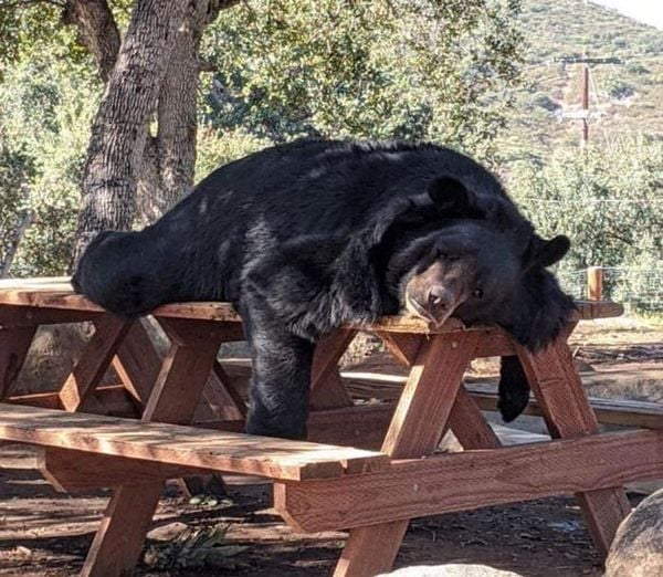 Shangrala's Bears Acting Human