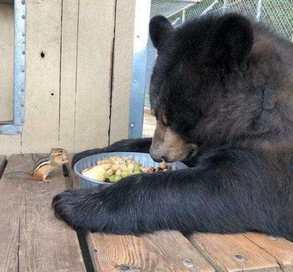 Shangrala's Bears Acting Human