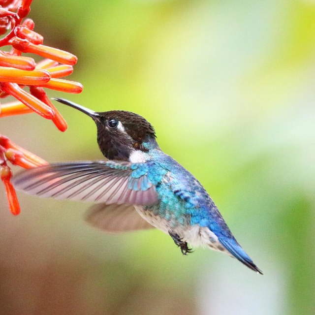 Shangrala's Bee Hummingbirds