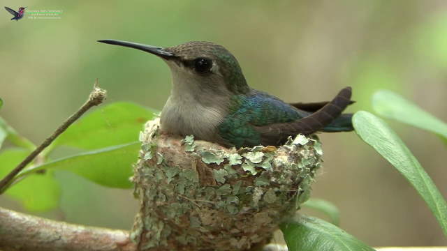 Shangrala's Bee Hummingbirds