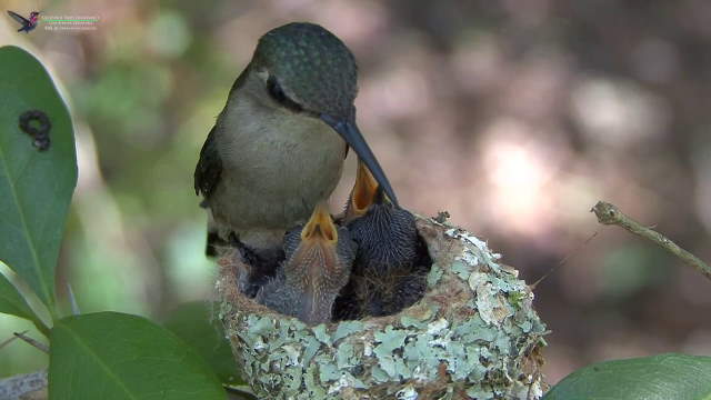 Shangrala's Bee Hummingbirds