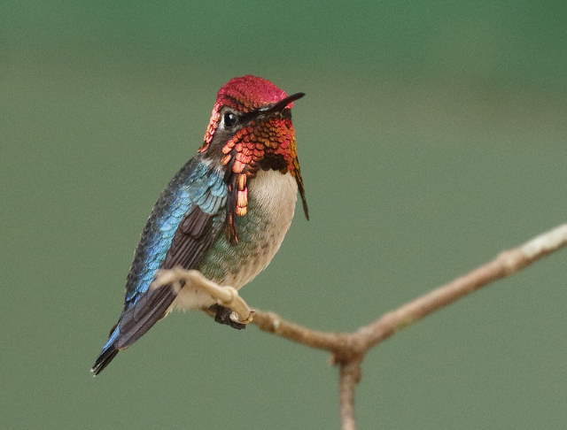 Shangrala's Bee Hummingbirds