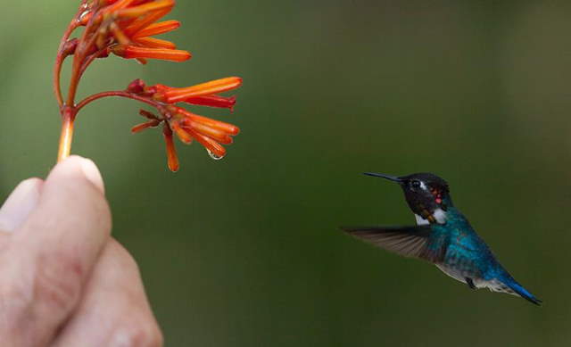 Shangrala's Bee Hummingbirds