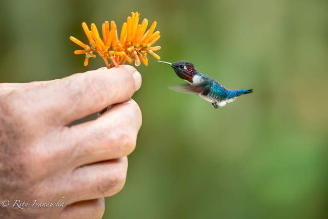 Shangrala's Bee Hummingbirds