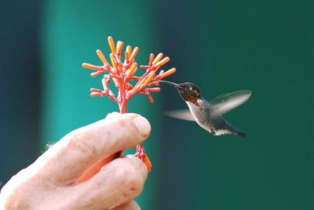 Shangrala's Bee Hummingbirds