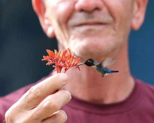 Shangrala's Bee Hummingbirds