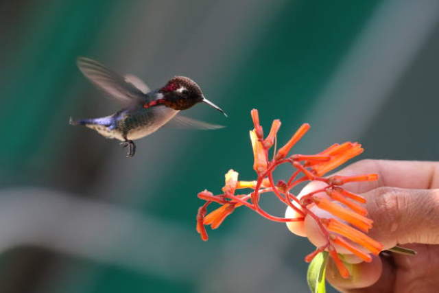 Shangrala's Bee Hummingbirds