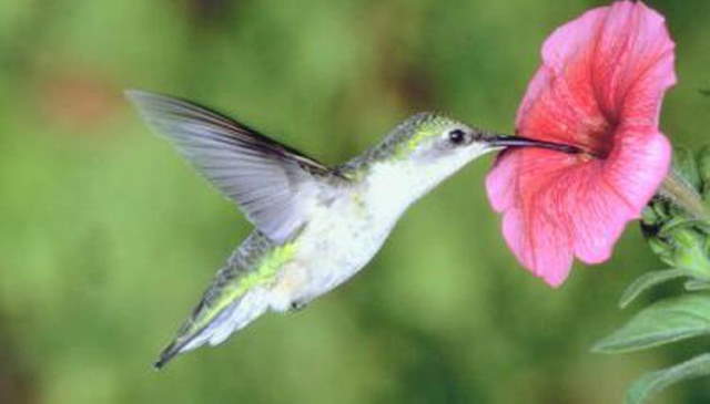 Shangrala's Bee Hummingbirds