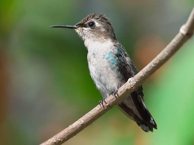 Shangrala's Bee Hummingbirds