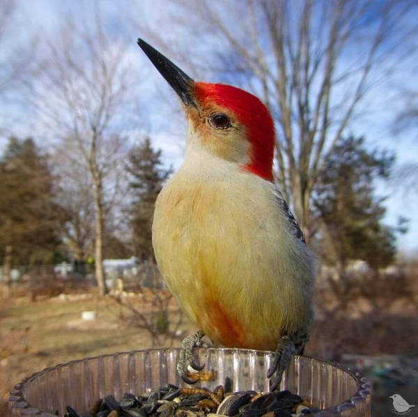 Shangrala's Bird Feeder Birds