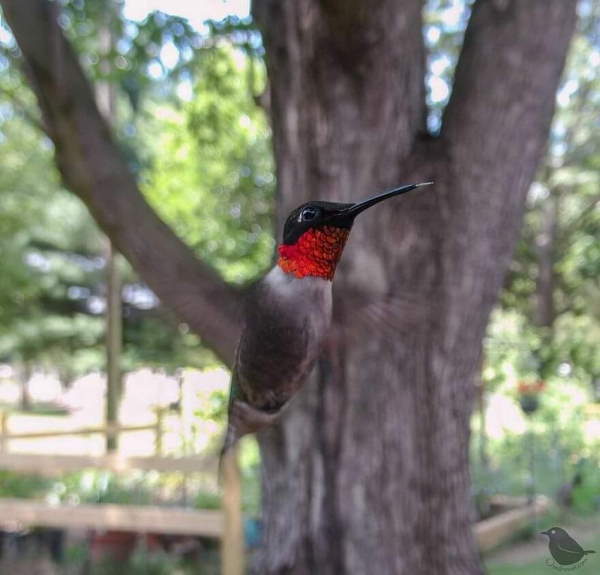 Shangrala's Bird Feeder Birds