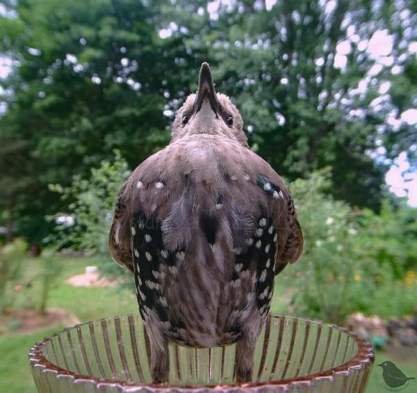 Shangrala's Bird Feeder Birds