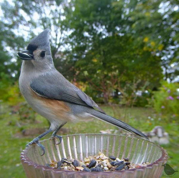 Shangrala's Bird Feeder Birds