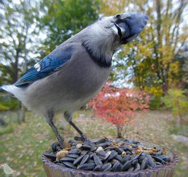 Shangrala's Bird Feeder Birds