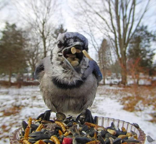 Shangrala's Bird Feeder Birds