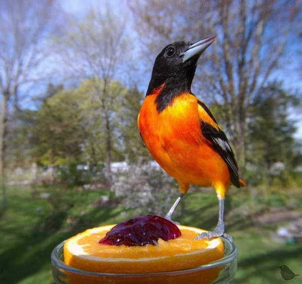 Shangrala's Bird Feeder Birds