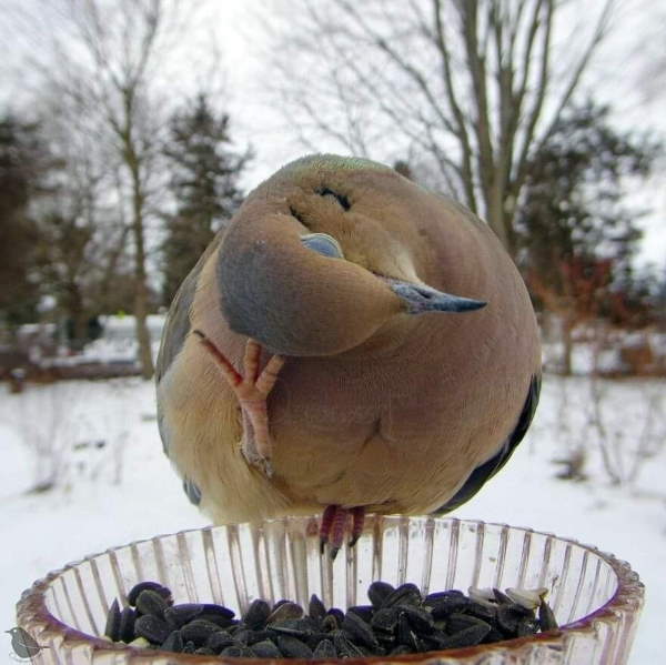 Shangrala's Bird Feeder Birds