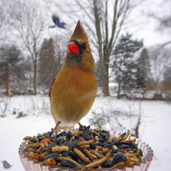 Shangrala's Bird Feeder Birds