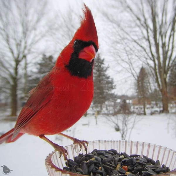 Shangrala's Bird Feeder Birds