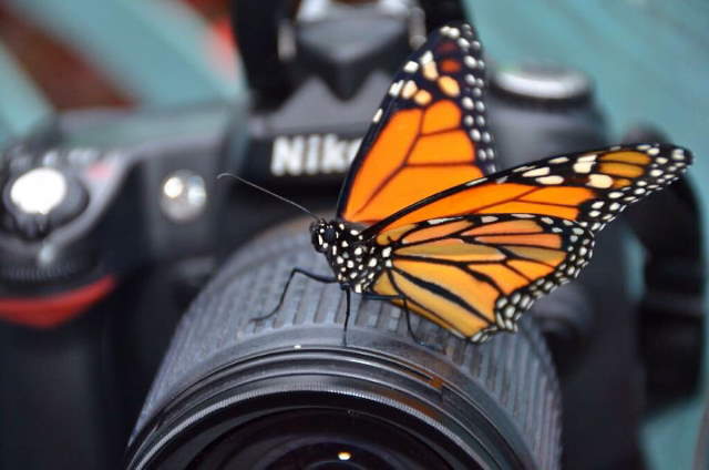 Shangrala's Budding Photographers 3