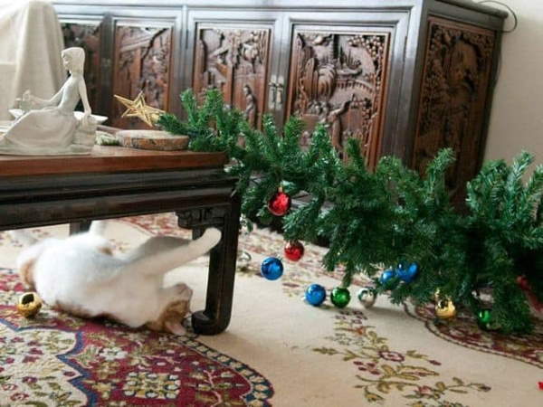 Shangrala's Christmas With Cats 3