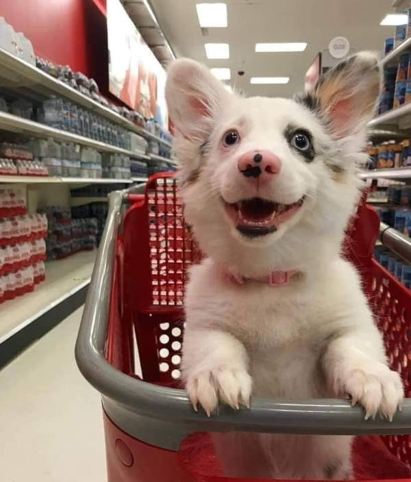 Shangrala's Dogs In Shopping Carts