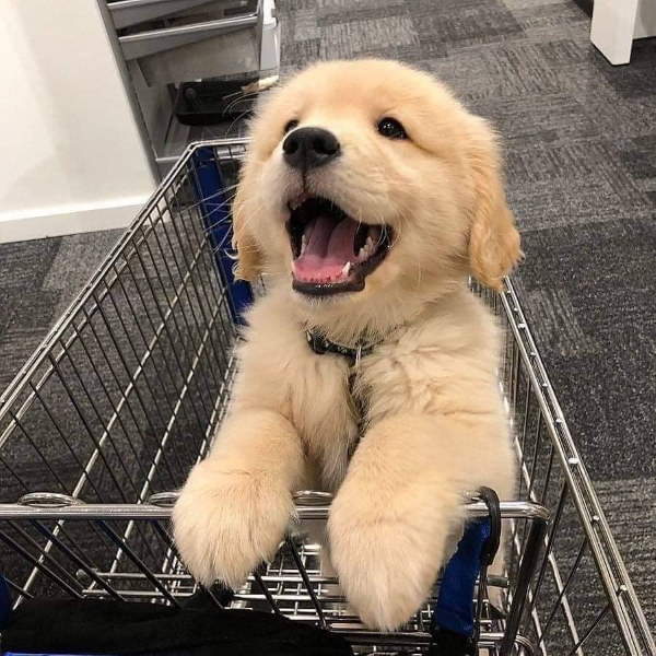 Shangrala's Dogs In Shopping Carts