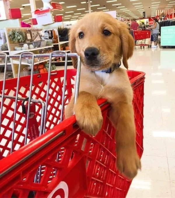 Shangrala's Dogs In Shopping Carts