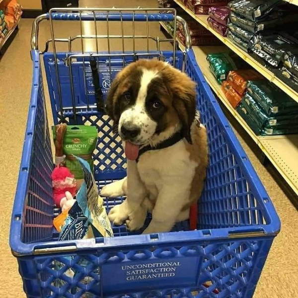 Shangrala's Dogs In Shopping Carts