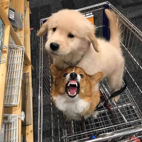 Shangrala's Dogs In Shopping Carts