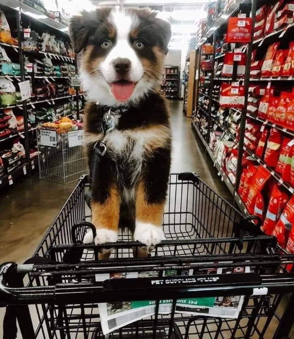 Shangrala's Dogs In Shopping Carts