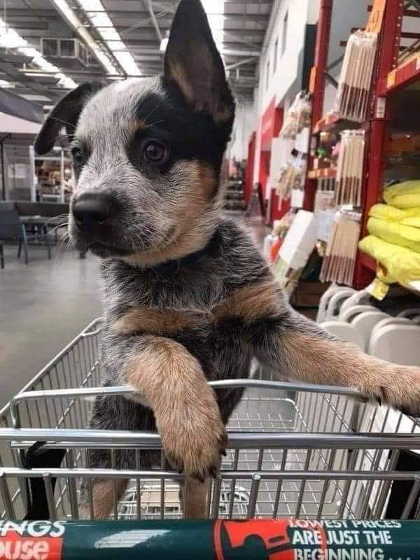 Shangrala's Dogs In Shopping Carts