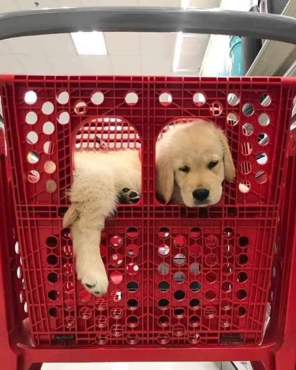 Shangrala's Dogs In Shopping Carts