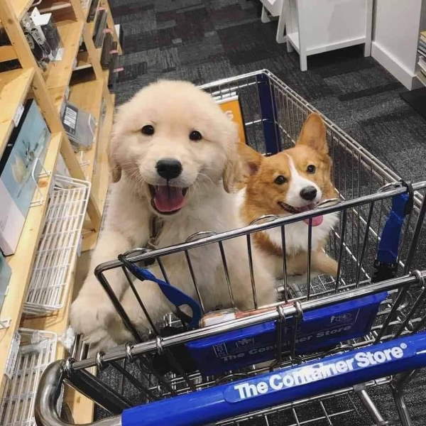 Shangrala's Dogs In Shopping Carts