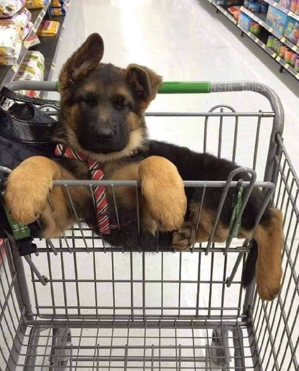 Shangrala's Dogs In Shopping Carts