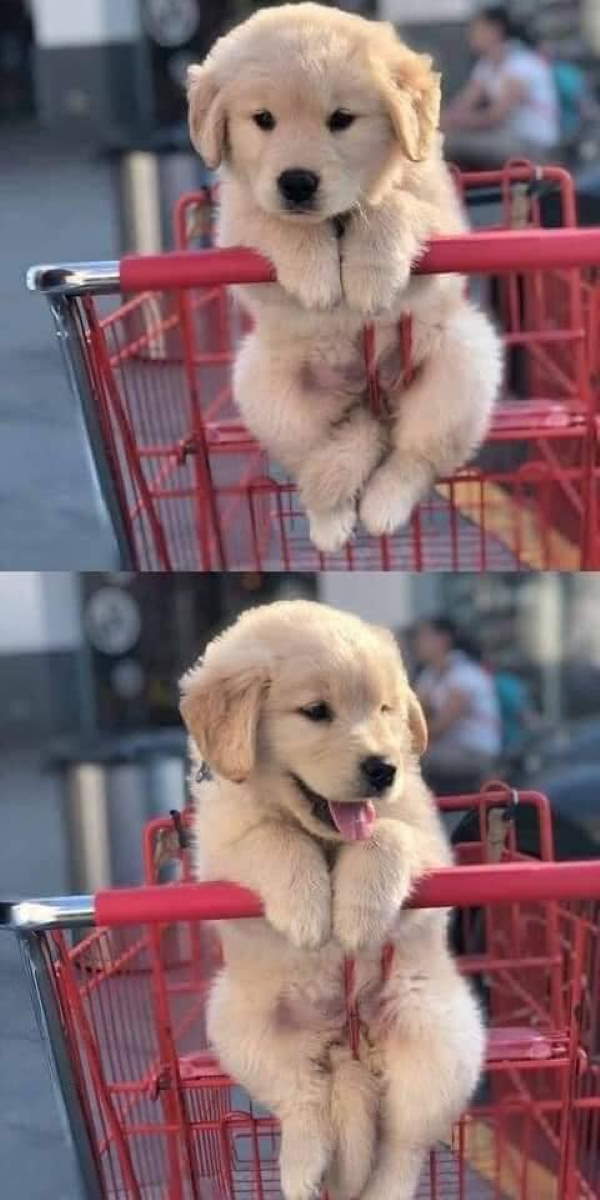 Shangrala's Dogs In Shopping Carts