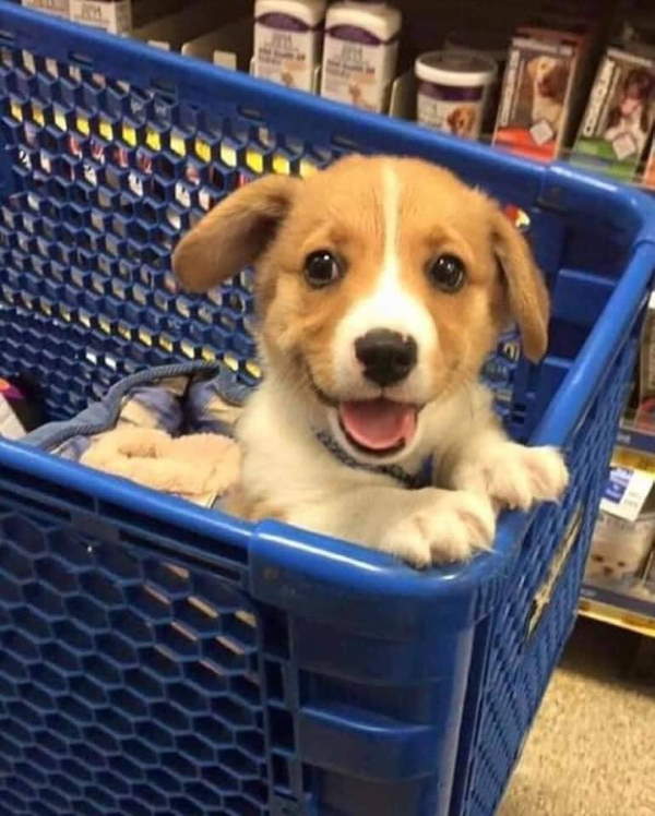 Shangrala's Dogs In Shopping Carts