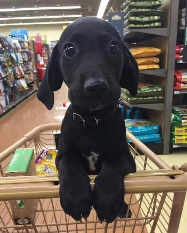 Shangrala's Dogs In Shopping Carts