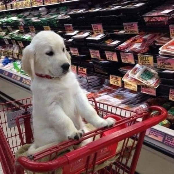 Shangrala's Dogs In Shopping Carts