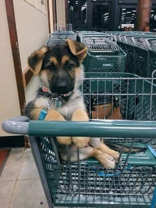 Shangrala's Dogs In Shopping Carts