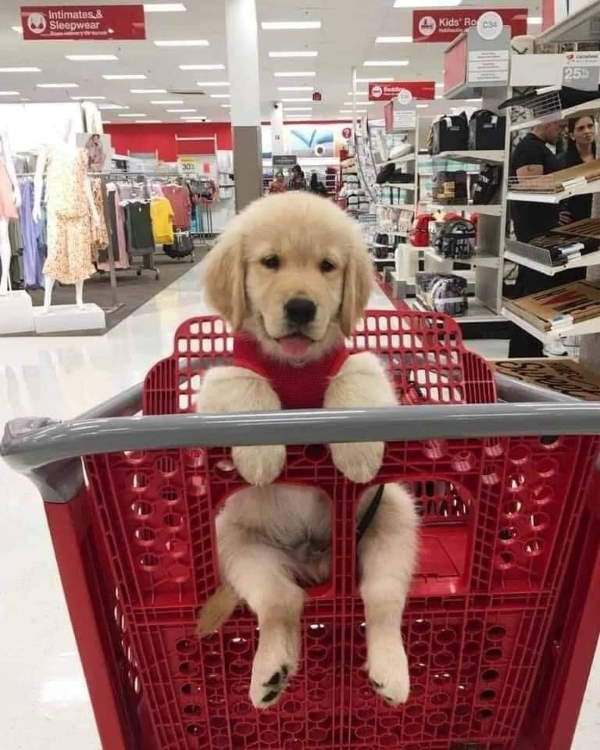 Shangrala's Dogs In Shopping Carts