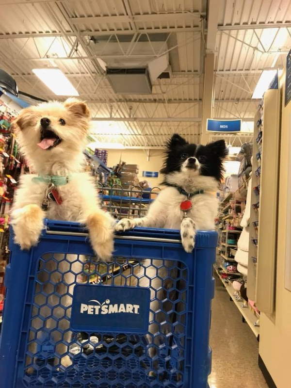 Shangrala's Dogs In Shopping Carts